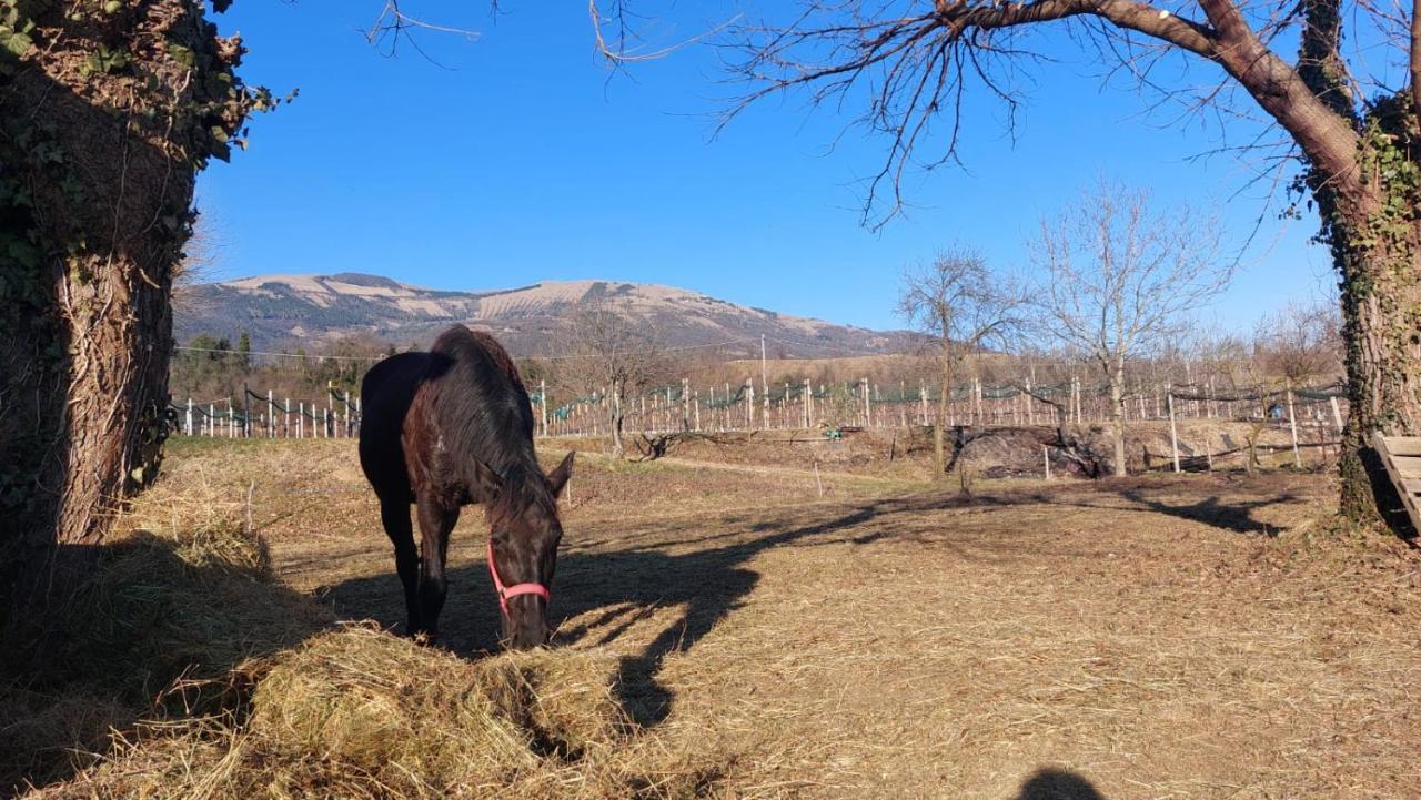 La Caneveta al Piave Valdobbiadene Exterior foto